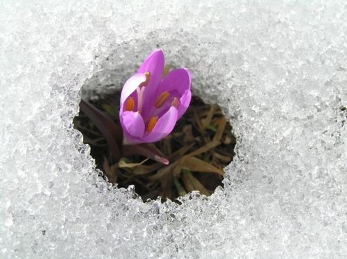 Immagine con fiore, ghiaccio, petali, viola, neve, rosa, primavera, pistilli