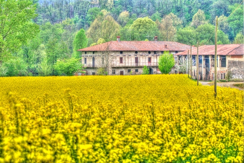 Immagine con giallo, alberi, fiori, cascina, campo, case, erba, verde, colza, piante