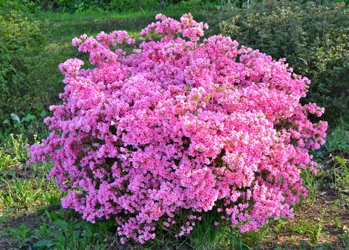 Immagine con fiori, rosa, verde, erba, prato, giardino, piante, cespugli, pianta, cespuglio, terra, colore, petali