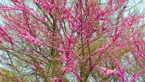 Immagine con rosa, rami, fiori, primavera, alberi, albero, pesco, foglie