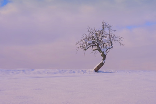 Immagine con nuvole, albero, neve, cielo, inverno, rosa, spoglio, rami, solitario, tronco, paesaggio, bianco