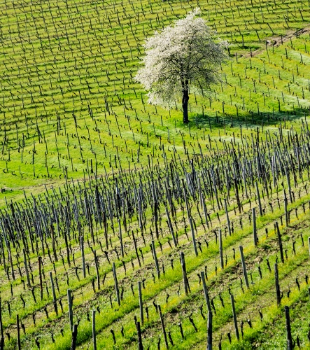 Immagine con verde, albero, pali, filari, vigna, vigneto, erba, fiori, bianco