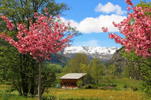 Immagine con alberi, rosa, fiori, neve, casa, nuvole, montagna, montagne, primavera, verde, cielo, baita, panorama, bianco, tetto, prato, piante