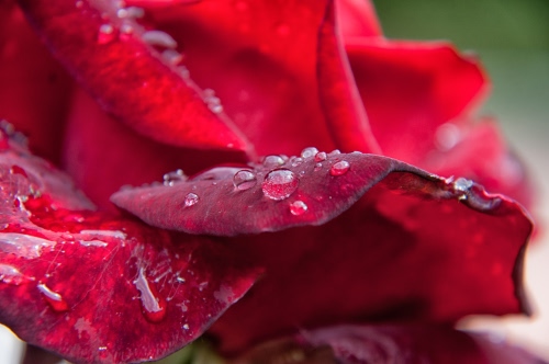 Immagine con gocce, petali, rosa, acqua, rosso, fiore, macro, rugiada, rossa, fiori