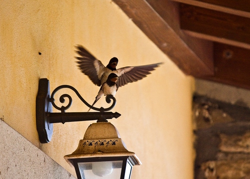 Immagine con ali, lampione, rondini, uccelli, volo, tetto, due, coppia, muro, travi, ferro