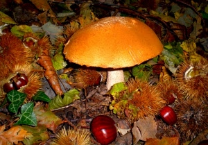 castagne, fungo, ricci, autunno, foglie, cappella, funghi, arancio