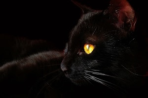 nero, gatto, giallo, occhio, baffi, orecchio, animale, pelo, felino, vibrisse, muso, occhi, micio, naso, profilo, animali