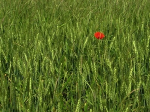 papavero, spighe, rosso, verde, grano, campo, fiore, foglie, natura, erba, primavera, frumento