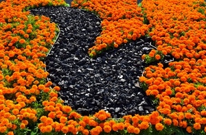 fiori, arancione, nero, aiuola, verde, disegno, piante, foglie, sassi