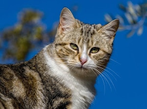 gatto, occhi, baffi, pelo, micio, orecchie, azzurro, cielo, animale, vibrisse, felino, bianco, blu, naso, bocca, sfocato, grigio, ritratto