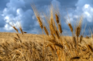 grano, spighe, cielo, nuvole, campo, azzurro, oro, giallo, estate, frumento, steli