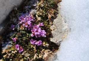 fiori, viola, neve, foglie, muro, petali, rosa, pianta