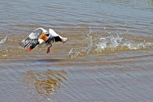 acqua, ali, uccello, anatra, volo, riflesso, mare, volare, becco, animale