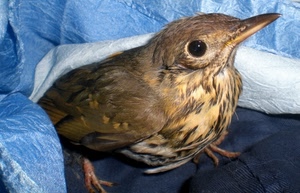 uccello, becco, piume, zampe, occhio