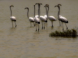 acqua, uccelli, fenicotteri, zampe, becco, collo, trampolieri, animali, erba, piume, lago