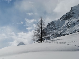albero, neve, montagna, nuvole, bianco, cielo, inverno, rocce, impronte, orme, montagne, rami