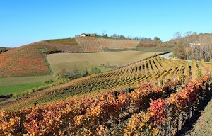 colline, cielo, alberi, verde, campi, case, autunno, collina, vigneti, campagna, agricoltura, strada, viti, azzurro, filari, vigna, piante, vigneto, panorama, paesaggio, coltivazioni, vigne, cascina