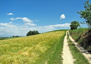 alberi, nuvole, cielo, verde, sentiero, strada, azzurro, campagna, erba, spighe, collina, campi, campo