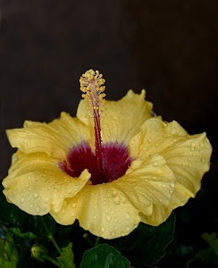 giallo, fiore, verde, petali, gocce, corolla, pistillo, foglie, rosso, pistilli, stami, nero, ibiscus, acqua