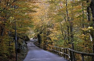 strada, alberi, foglie, autunno, bosco, legno, palo, staccionata, verde, cestino, rami, autunnale, asfalto, giallo, steccato, sentiero, montagna, foresta