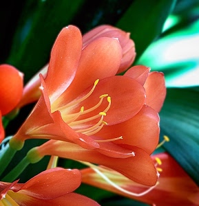 petali, verde, fiori, foglie, fiore, pistilli, arancione, giallo, corolla, arancio, stami, rosso, macro, stelo