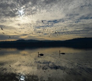 cigni, nuvole, lago, uccelli, tramonto, controluce, acqua, due, riflesso