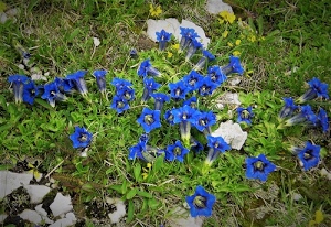 fiori, erba, verde, blu, foglie, prato, azzurro, genziane, sassi, piante, pietre, flora, giallo, montagna, petali