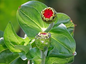 verde, foglie, rosso, fiori, boccioli, petali, fiore, stelo, venature, corolla, bocciolo, bianco, natura, due, gambo, pistilli