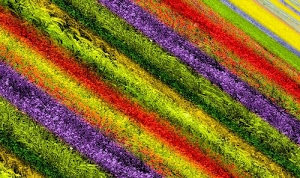 rosso, verde, viola, giallo, colori, fiori, diagonale, diagonali, erba, fioritura, azzurro, campo