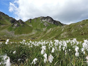 erba, prato, verde, fiori, bianco, nuvole, cielo, montagna, montagne, azzurro, roccia, bianchi, campo, fiore, monti, valle