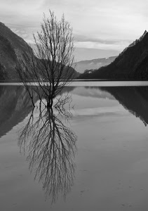 albero, lago, riflesso, acqua, rami, bianconero, nero, natura, bianco