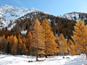 neve, alberi, inverno, montagna, montagne, bianco, abeti, cielo, bosco, pini, larici, invernale, marrone, azzurro, arancione