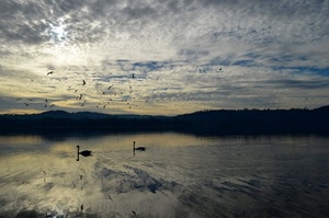 cigni, nuvole, uccelli, lago, cielo, acqua, tramonto, panorama, alba