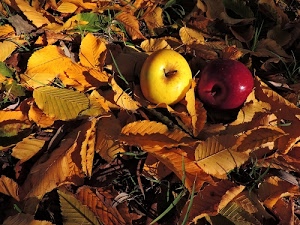 foglie, mele, autunno, erba, due, rosso, giallo, frutta, secche, rossa, gialla, verde, cadute, marrone, autunnale, colori, luce, frutti