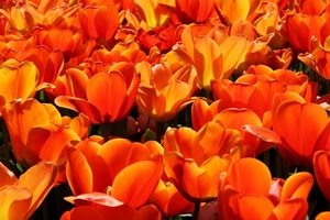 petali, fiori, tulipani, arancione, arancio, controluce, rosso, giardino