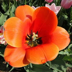 fiore, arancione, macro, tulipano, foglie, petali, pistilli, arancio, verde, rosso, pistillo, stami