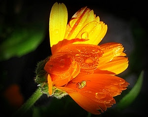 fiore, petali, giallo, insetto, gocce, arancione, macro, arancio, verde, rosso