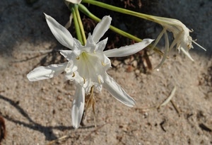 bianco, fiore, petali, sabbia, giglio, pistilli
