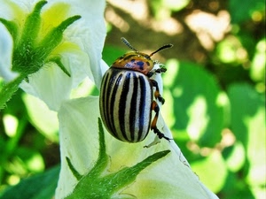 insetto, fiori, strisce, antenne, macro, bianco, foglie, verde, nero, righe, natura, piante