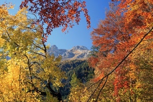 foglie, autunno, alberi, giallo, montagna, montagne, rami, verde, azzurro, cielo, panorama, colori, bosco, rosso