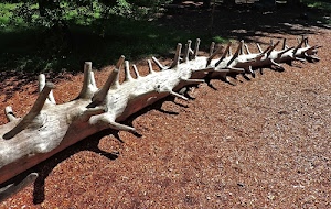 tronco, rami, albero, verde, marrone, ombre, terreno, legno, terra, cespugli, tagliato, tagliati, secco