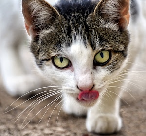 lingua, occhi, gatto, bianco, muso, orecchie, vibrisse, baffi, micio, felino, zampe, pelo, sguardo, grigio, animale, nero, zampa, ritratto