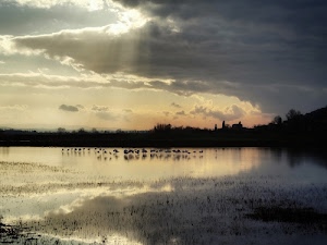 nuvole, acqua, lago, cielo, tramonto, uccelli, alberi, raggi, riflessi, stagno, fenicotteri, grigio, sole, riflesso, panorama