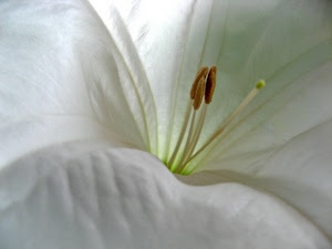 fiore, bianco, petali, pistilli, macro, marrone, stami, verde, giallo
