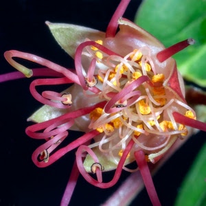 fiore, giallo, verde, pistilli, rosa, macro, petali, nero, stami, natura, rosso, foglie, colori, bianco