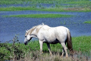 cavallo, bianco, acqua, erba, verde, animale, fiume, animali