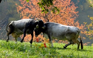 mucche, due, erba, verde, animali, prato, albero, alberi, bovini, autunno