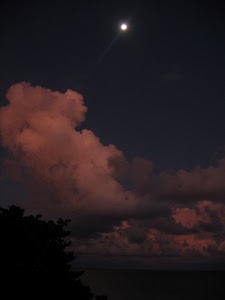 luna, nuvole, albero, cielo, notte, mare, notturno, rosa, tramonto
