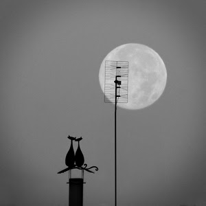 antenna, luna, gatti, comignolo, nero, grigio, camino, cielo, bianconero