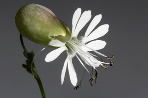 fiore, bianco, petali, verde, pistilli, ramo